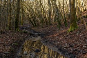 Sortie en forêt pour les tous petits